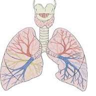 Lungs