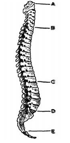 Kundalini Yoga Theory